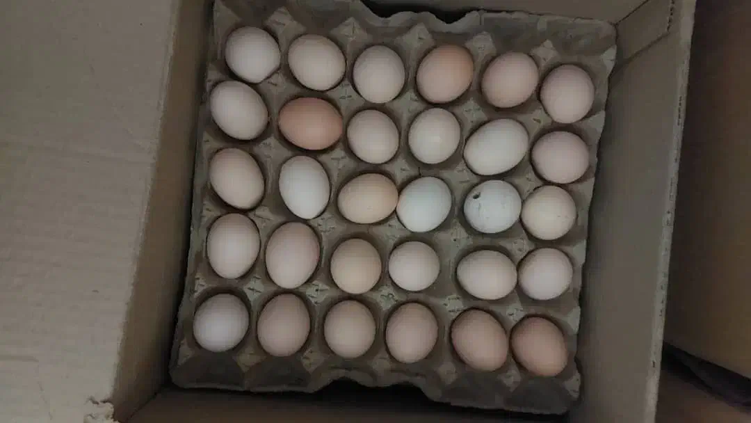 تخم مرغ محلی|خوردنی و آشامیدنی|زنجان, |دیوار