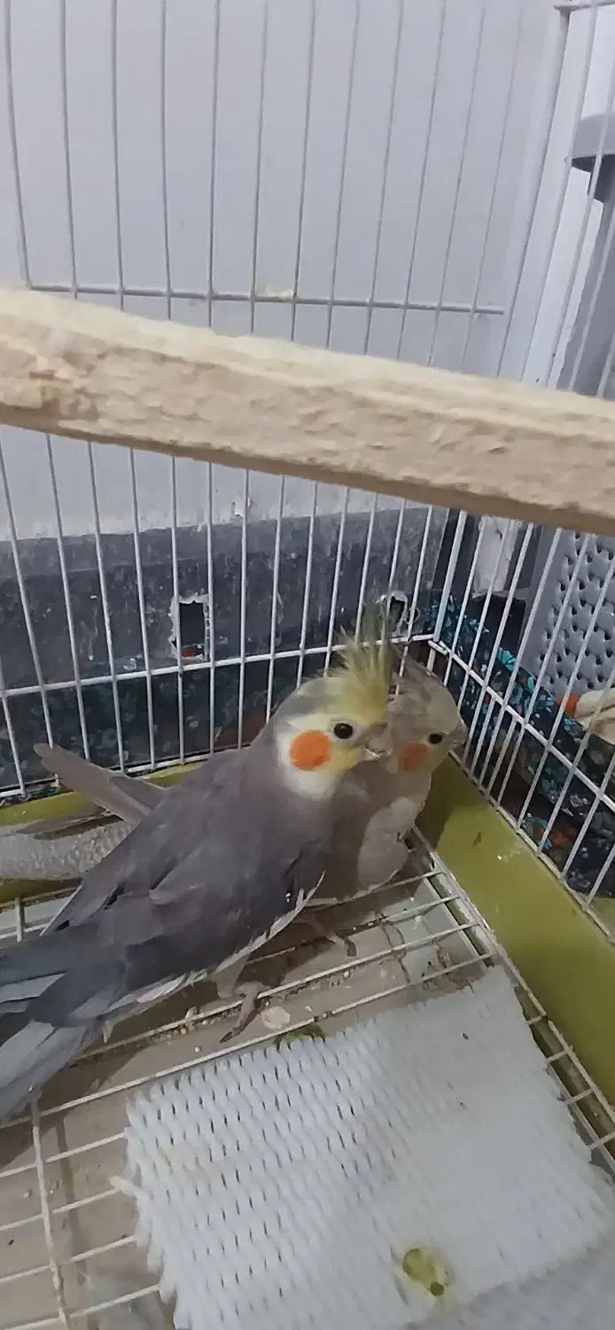 عروس هلندی|پرنده|قدس, شهرقدس|دیوار