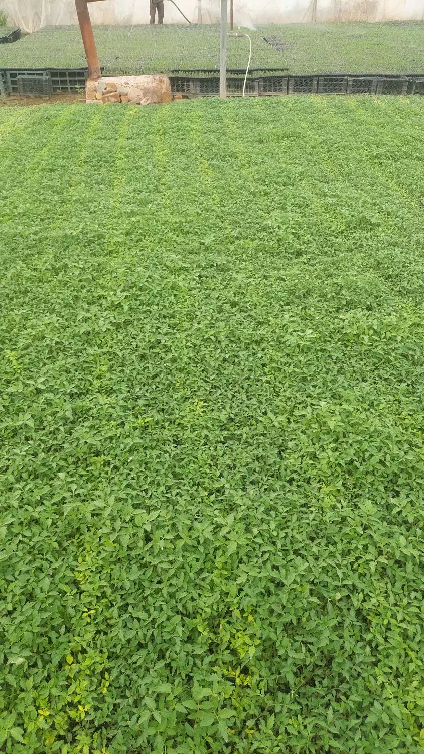 نشا|خدمات باغبانی و درختکاری|پیشوا, |دیوار