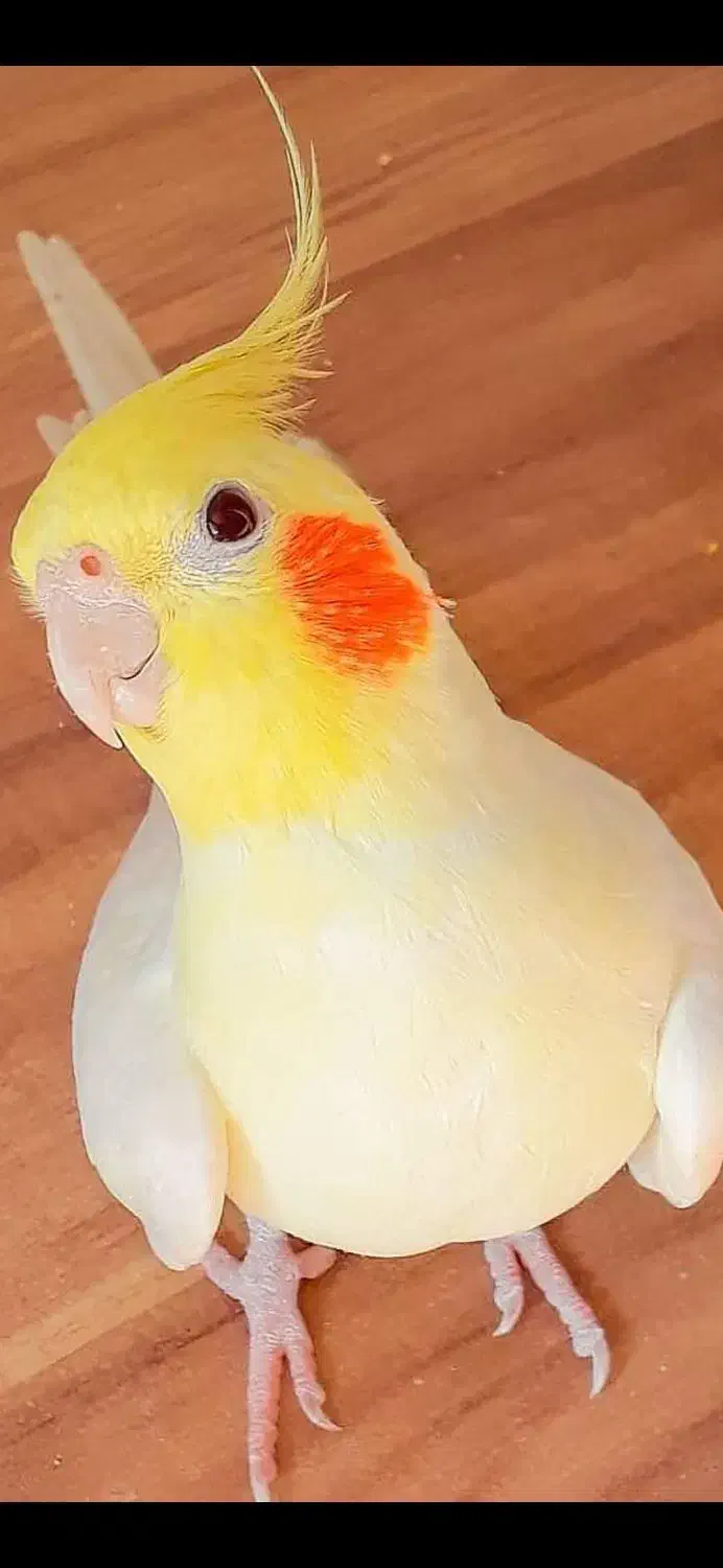 عروس هلندی|پرنده|دوگنبدان, |دیوار