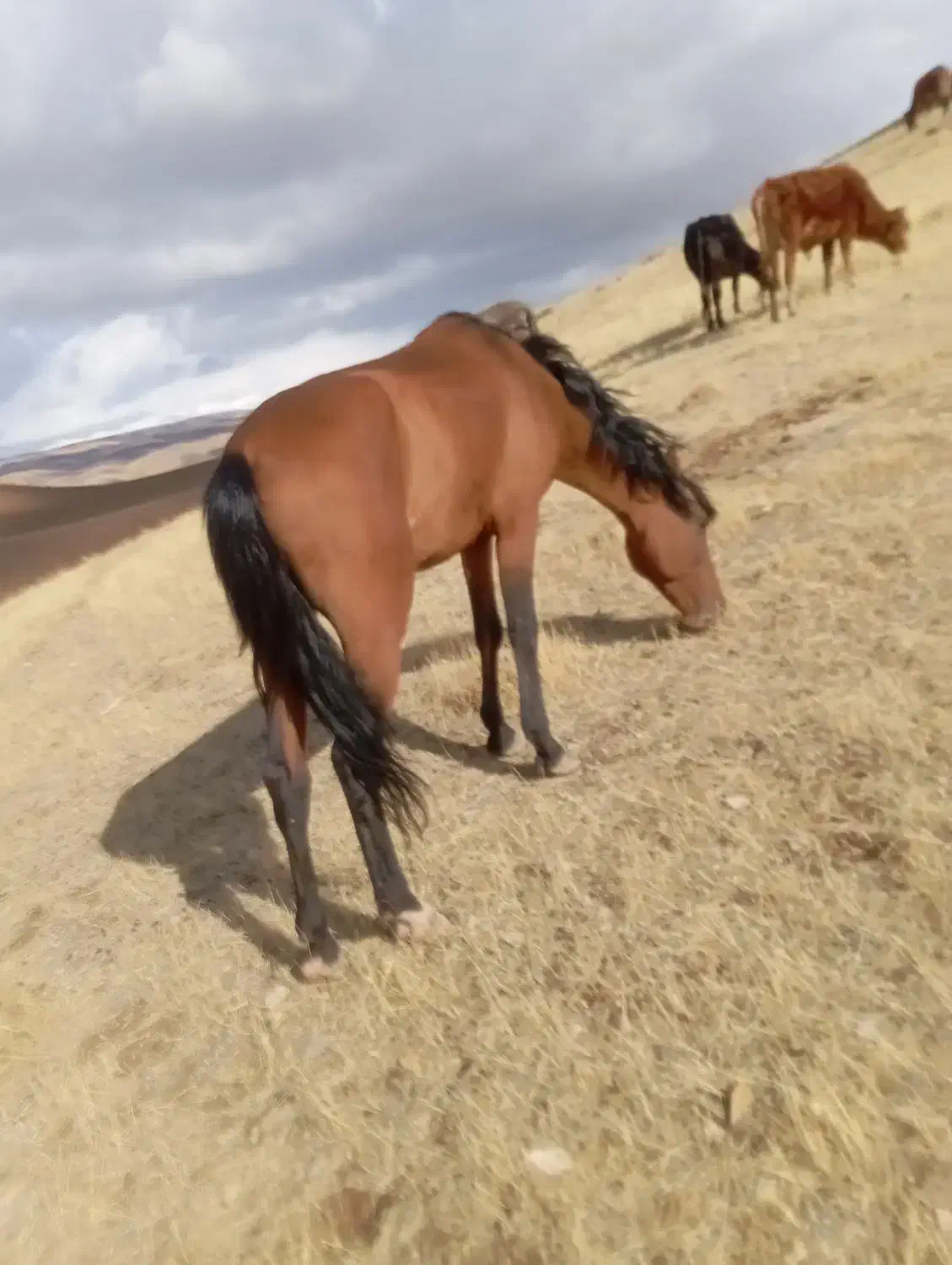 اسب نر|اسب و تجهیزات اسب‌سواری|میاندوآب, |دیوار