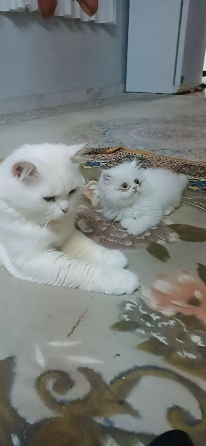 بچه گربه پرشین اشرافی|گربه|تنکابن, |دیوار