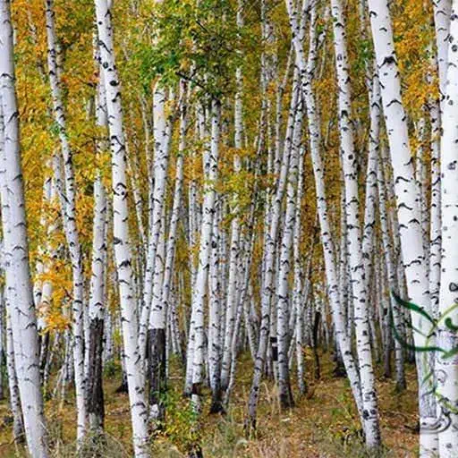 نهال صنوبر و کبوده|خدمات باغبانی و درختکاری|بابل, |دیوار