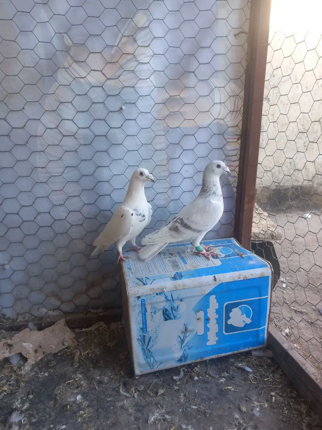 کبوترالمانی درچناران|پرنده|چناران, |دیوار