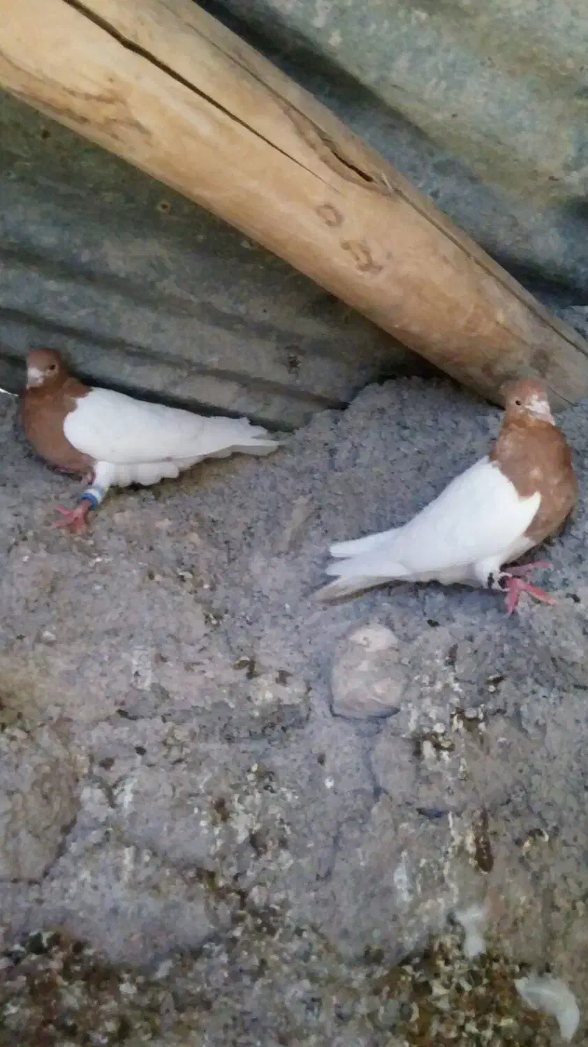 کله زرد و سیاه|پرنده|چگنی, |دیوار