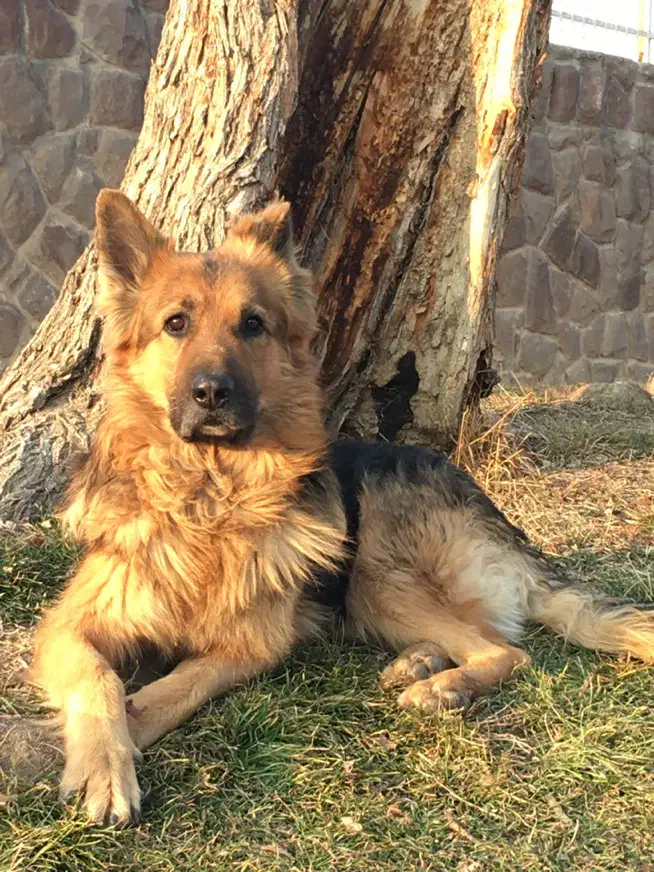 مژدگانی ۲۰ میلیونی|سگ|احمدآبادمستوفی, |دیوار