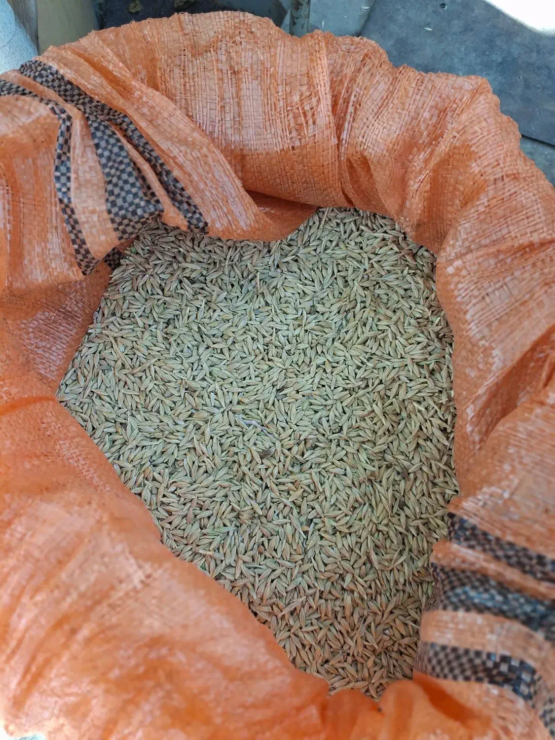 جو بذری|خدمات باغبانی و درختکاری|محمدیه-قزوین, |دیوار