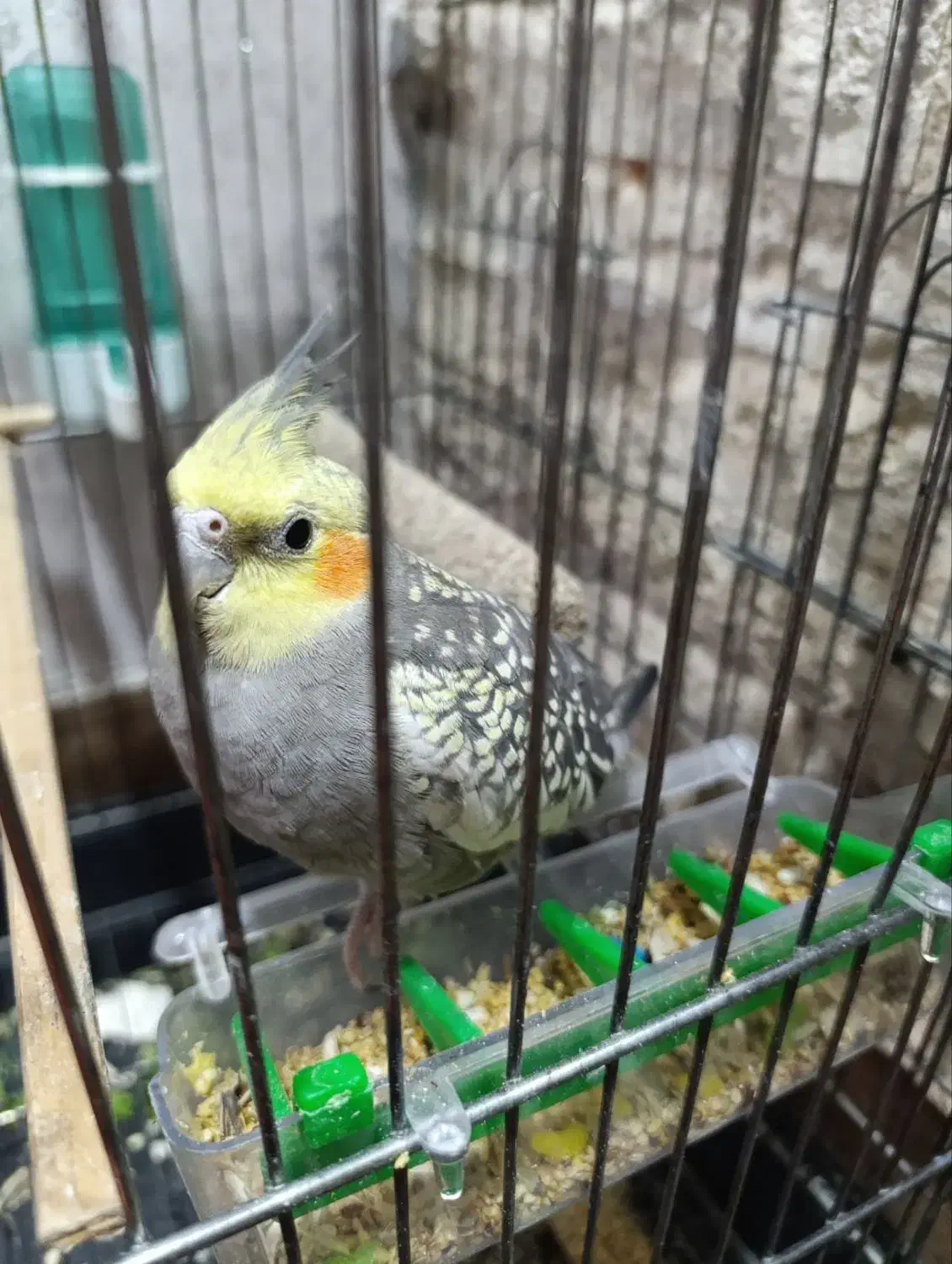 فروشی|پرنده|کوهدشت, |دیوار