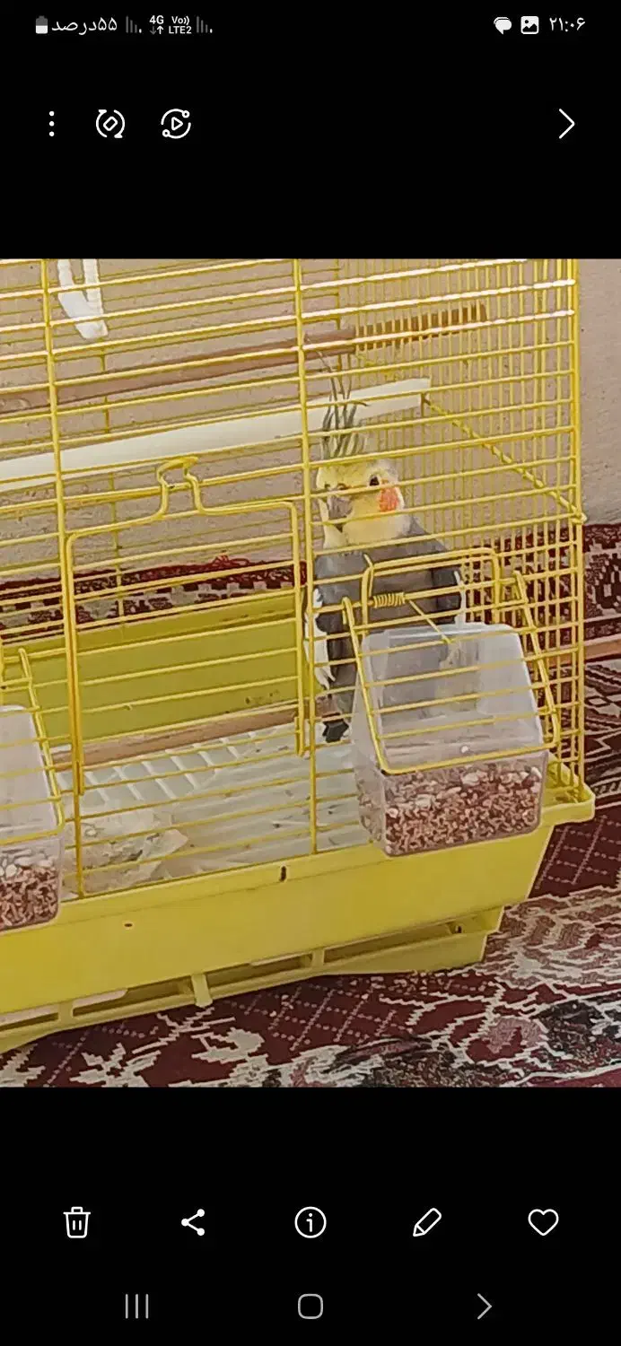 عروس هلندی|پرنده|ضیابر, |دیوار