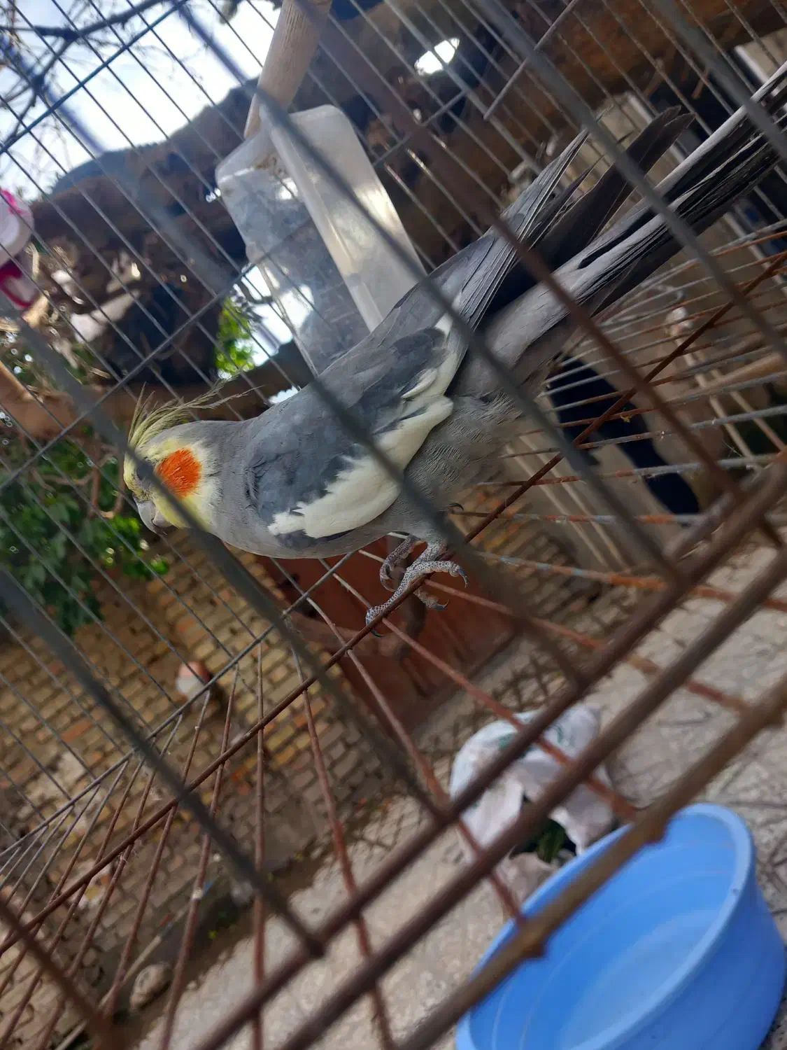 عروس هلندی|پرنده|نگین شهر, |دیوار