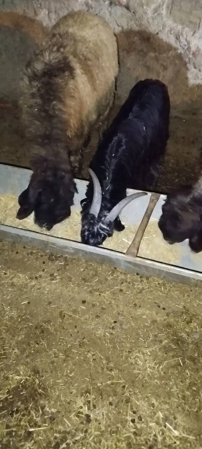 بیگ میش|حیوانات مزرعه|لالی, |دیوار