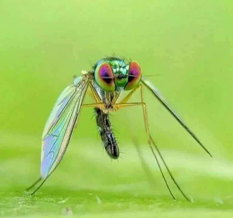 سمپاشی باضمانت ساس سوسک موش|خدمات نظافت|قدس, شهر‌قدس|دیوار