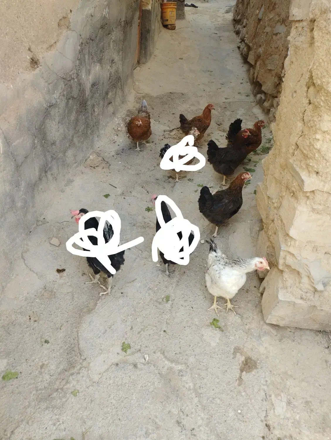 مرغ|حیوانات مزرعه|نیاسر, |دیوار