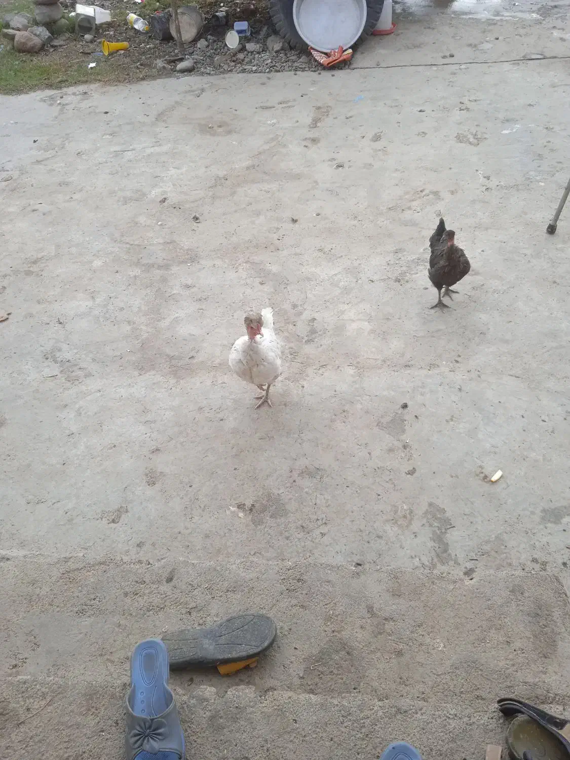 سلام یک مرغ گردن یک جوجه چهار ماهم هست|حیوانات مزرعه|دلند, |دیوار