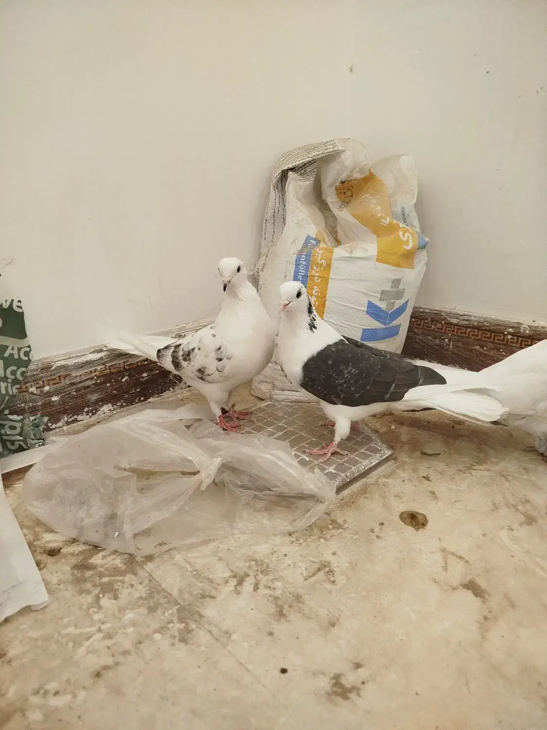 کبوتر کفتر پرنده|پرنده|مشگین شهر, |دیوار