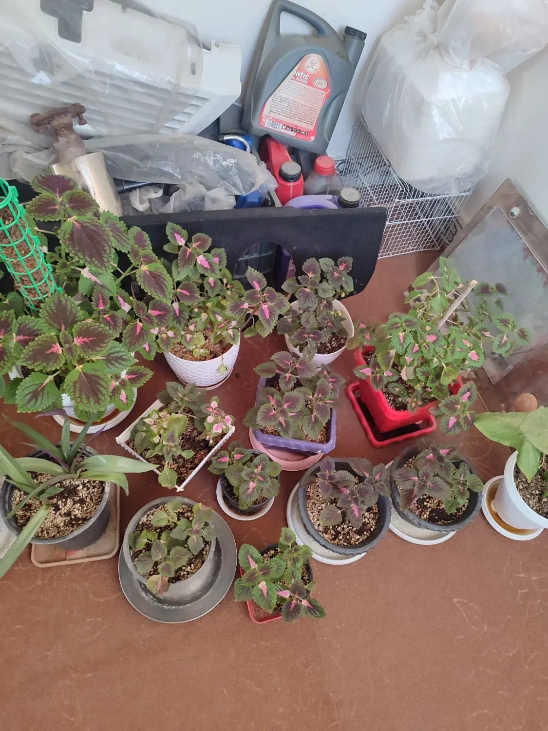 گل وگیاه|گل و گیاه طبیعی|زابل, |دیوار