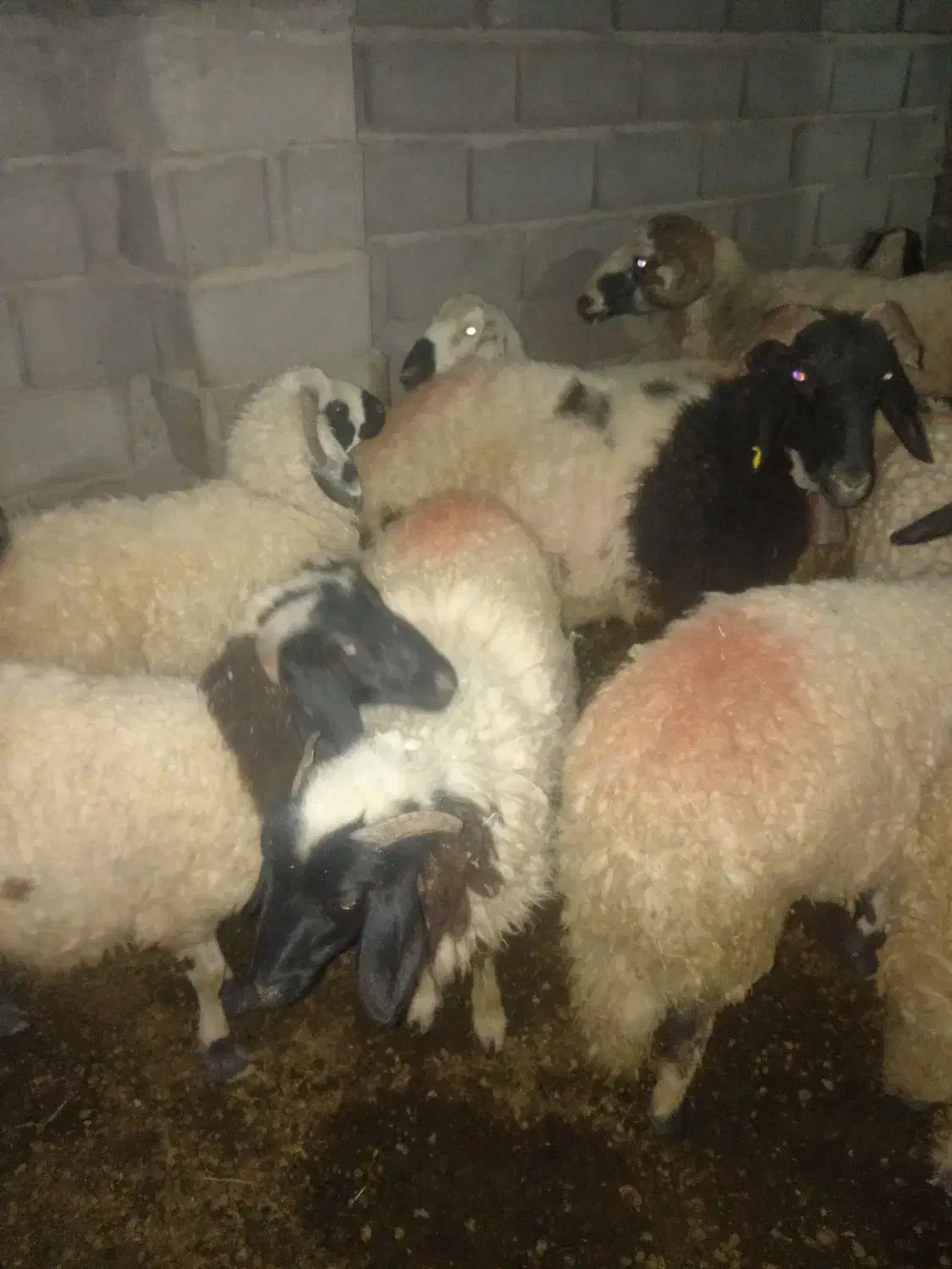 میش شاخی با چند تا کاور آبستن،|حیوانات مزرعه|زرند, |دیوار