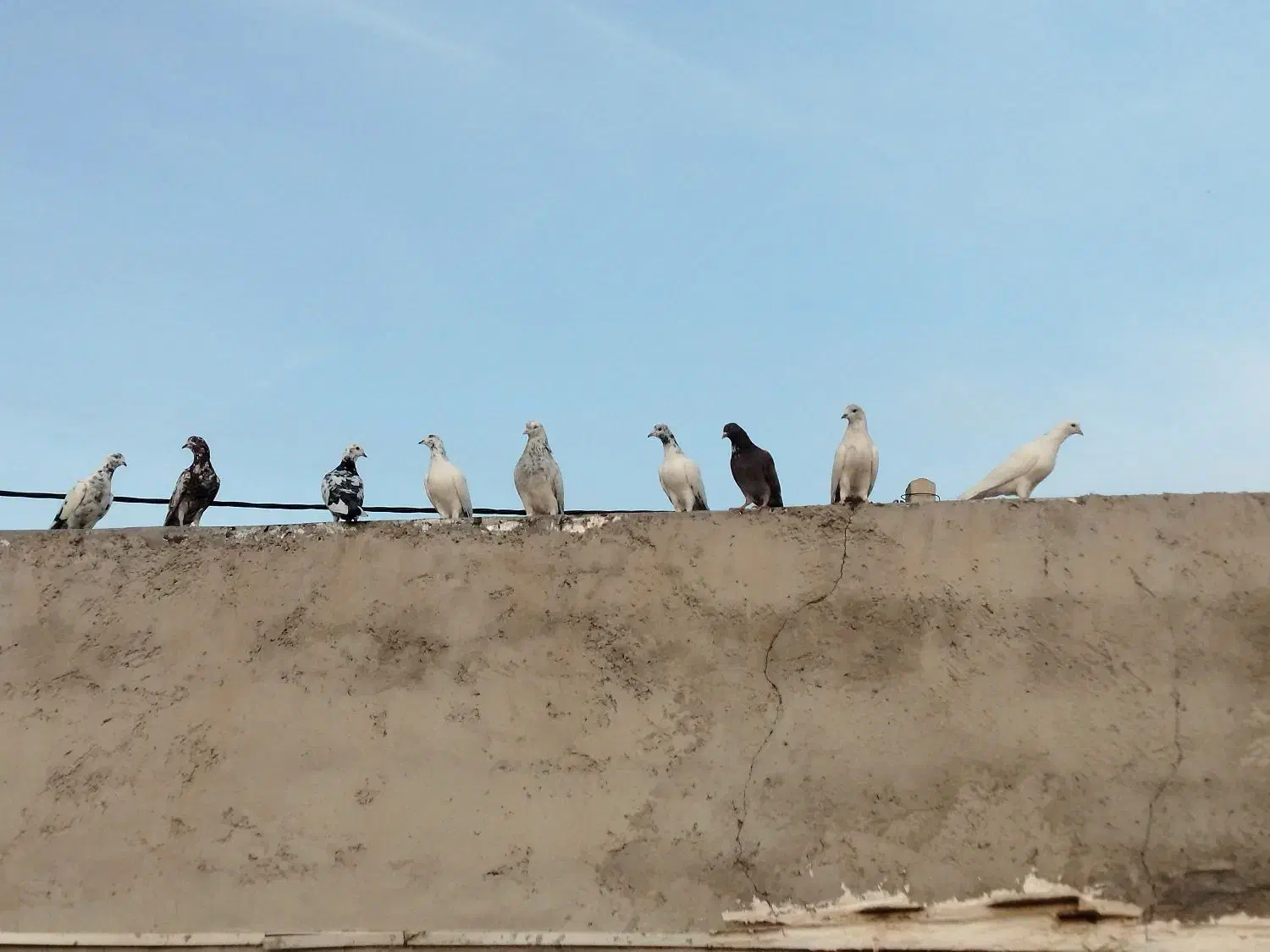 کبوترپرشی|پرنده|فین, |دیوار