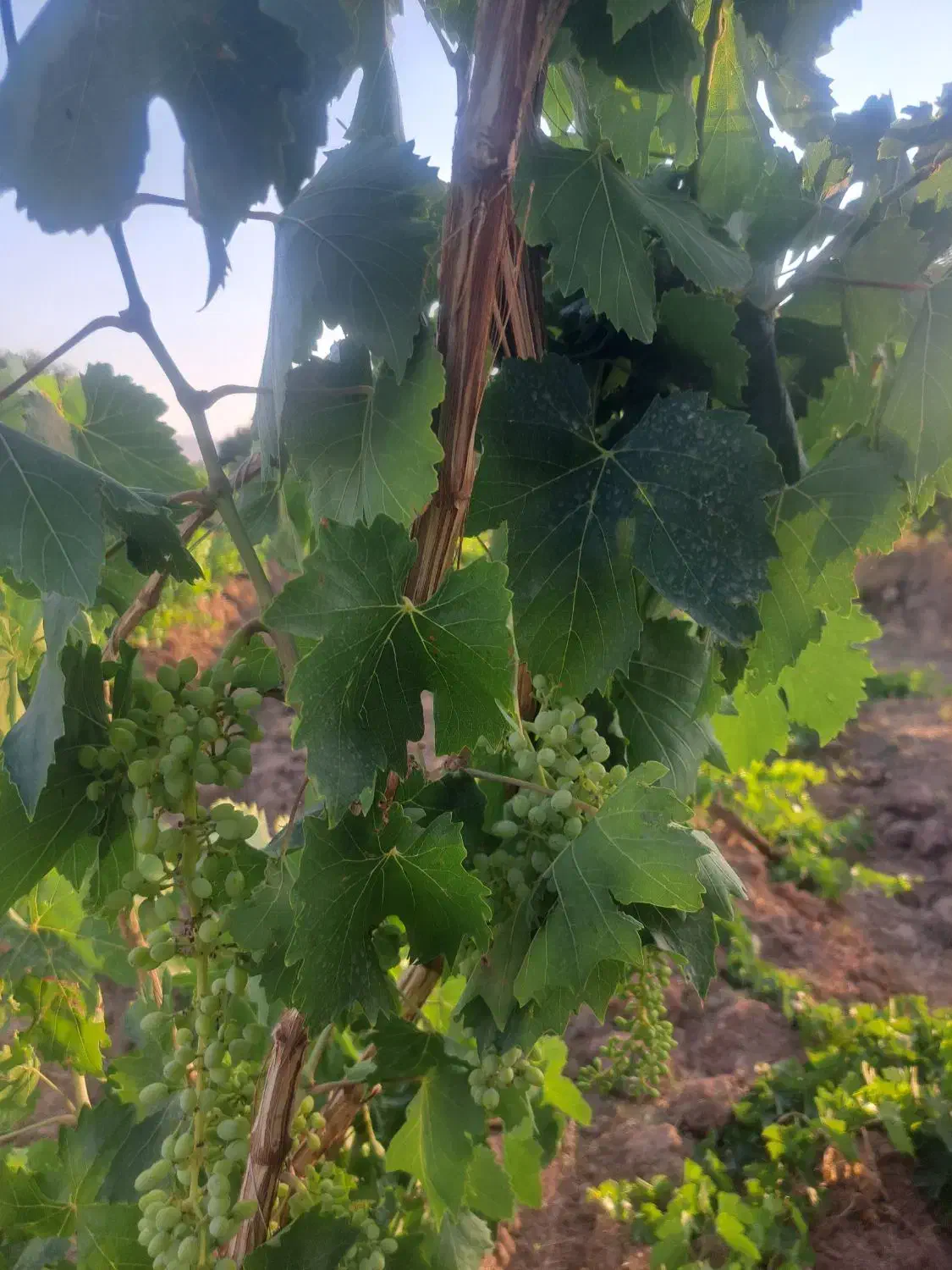 فروش یا معاوضه باغ انگور با زمین خودرو یا ساختمان|فروش دفتر صنعتی، کشاورزی، تجاری|خرمدره, |دیوار