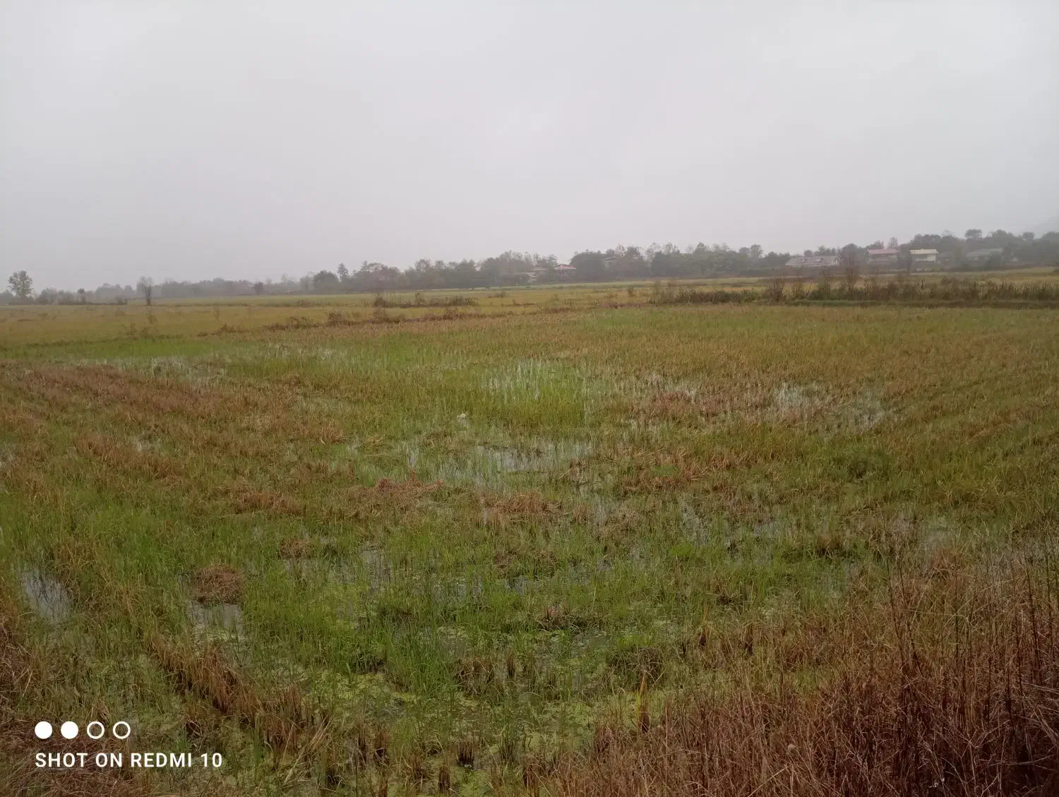 زمین شالی|فروش دفتر صنعتی، کشاورزی، تجاری|رانکوه, |دیوار