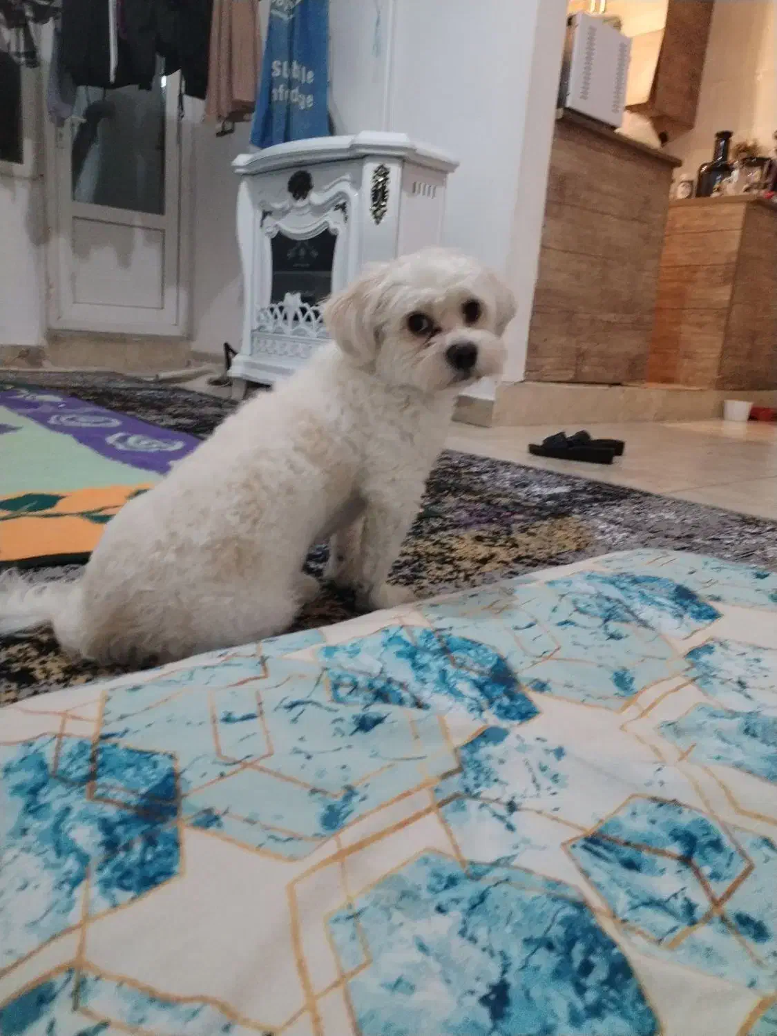 سگ پا کوتاه هنوز دو سالش نشده پسره اسمش پو پو هست|سگ|الوند, |دیوار