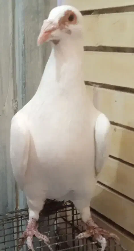 دم زرد|پرنده|کرمان, |دیوار