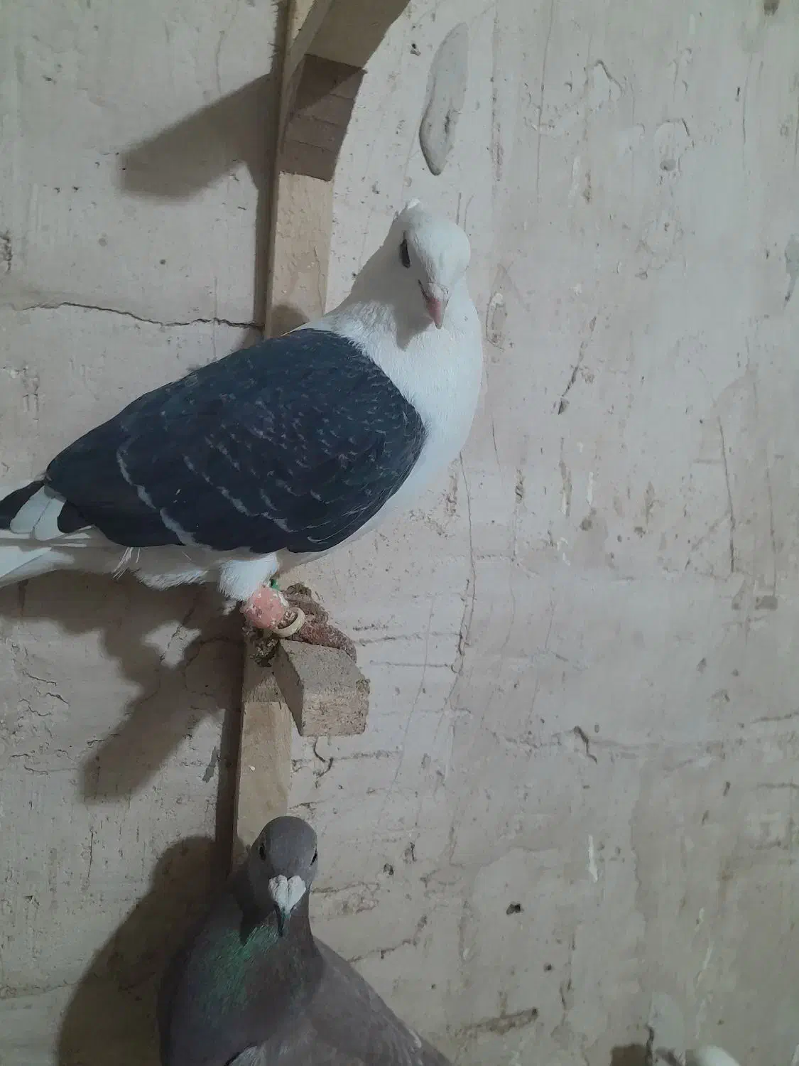 پشت|پرنده|شیروان (خراسان), |دیوار