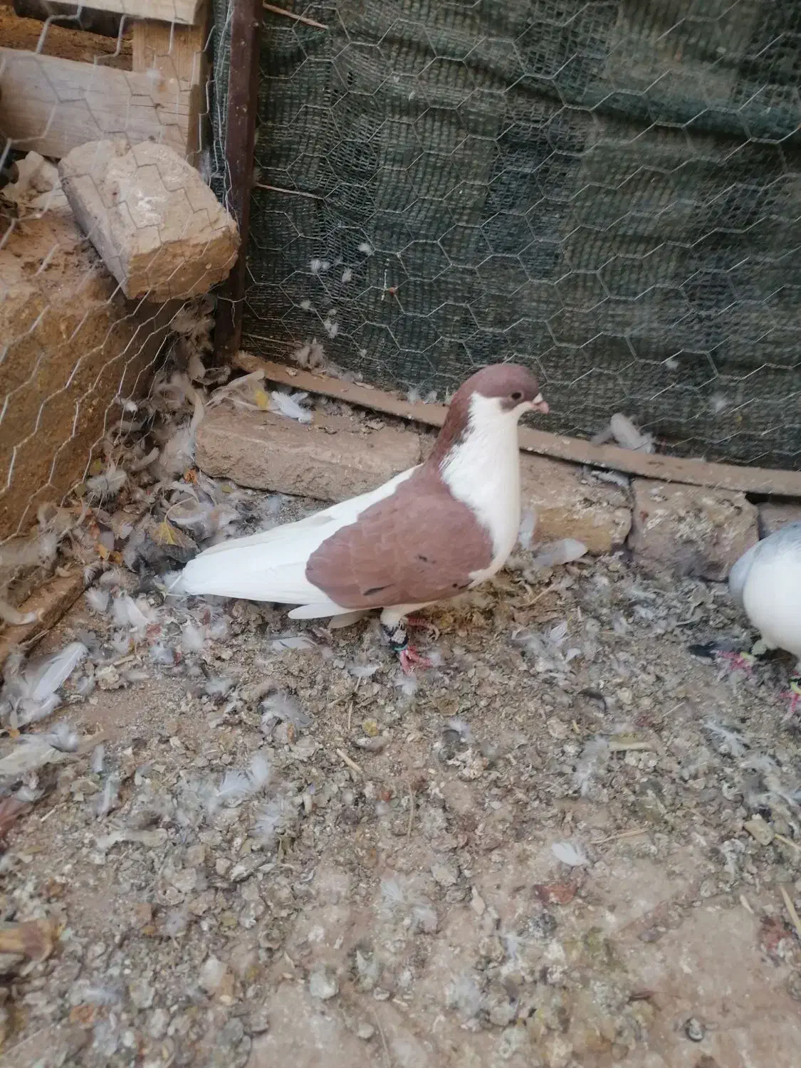 جفت ساده|پرنده|تایباد, |دیوار