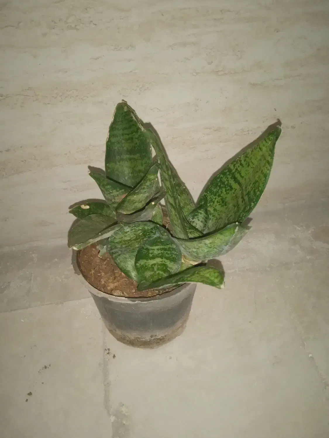 گل سانسوریا پاکوتاه|گل و گیاه طبیعی|فولادشهر, مسکن مهر فولادشهر|دیوار