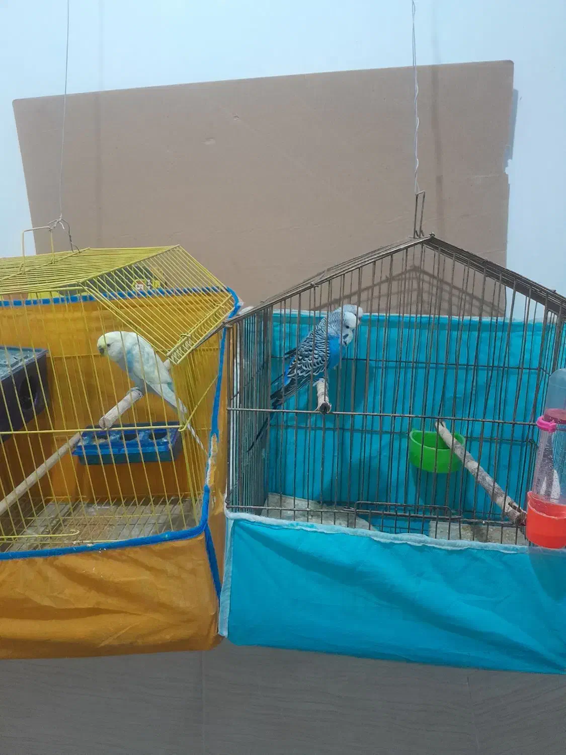 تعدادی مرغ عشق به فروش میرسد|پرنده|تاکستان, |دیوار