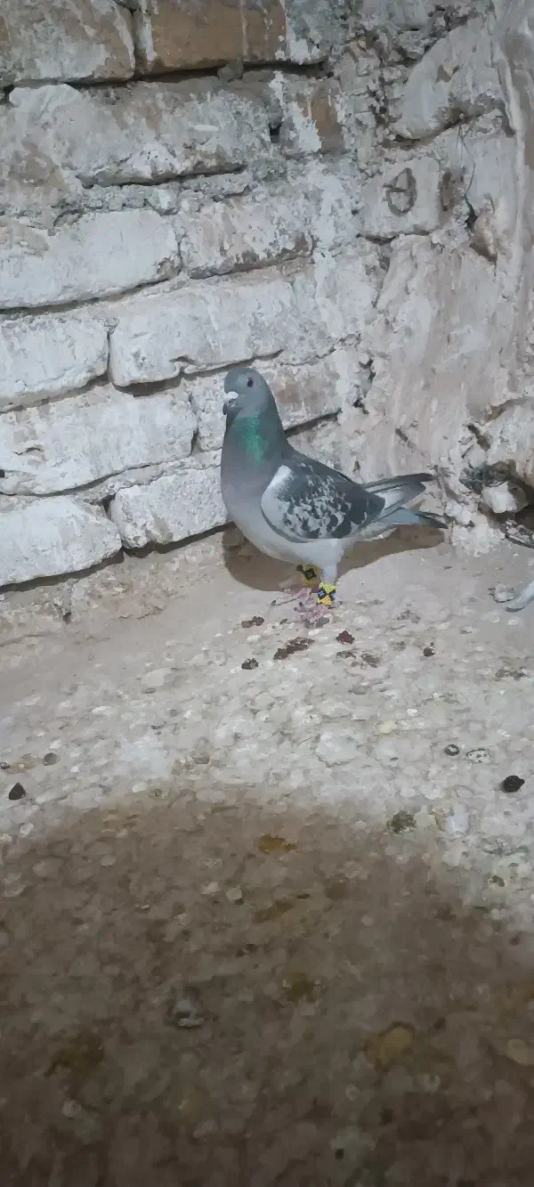 ماده پولکی|پرنده|تربت‌حیدریه, بالا ولایت|دیوار