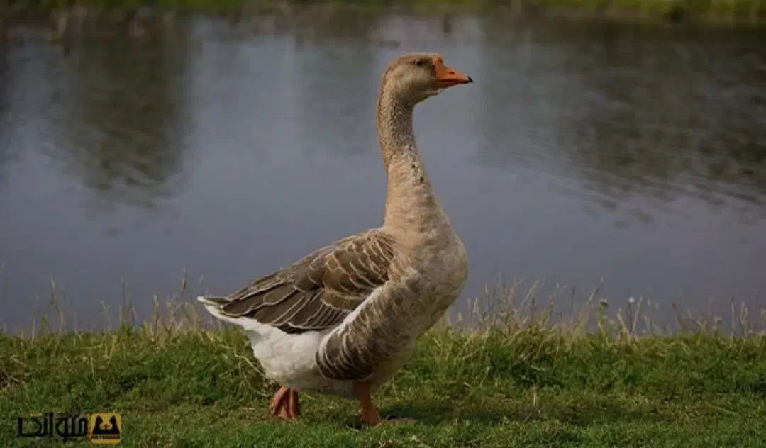 غاز|پرنده|یزد, |دیوار