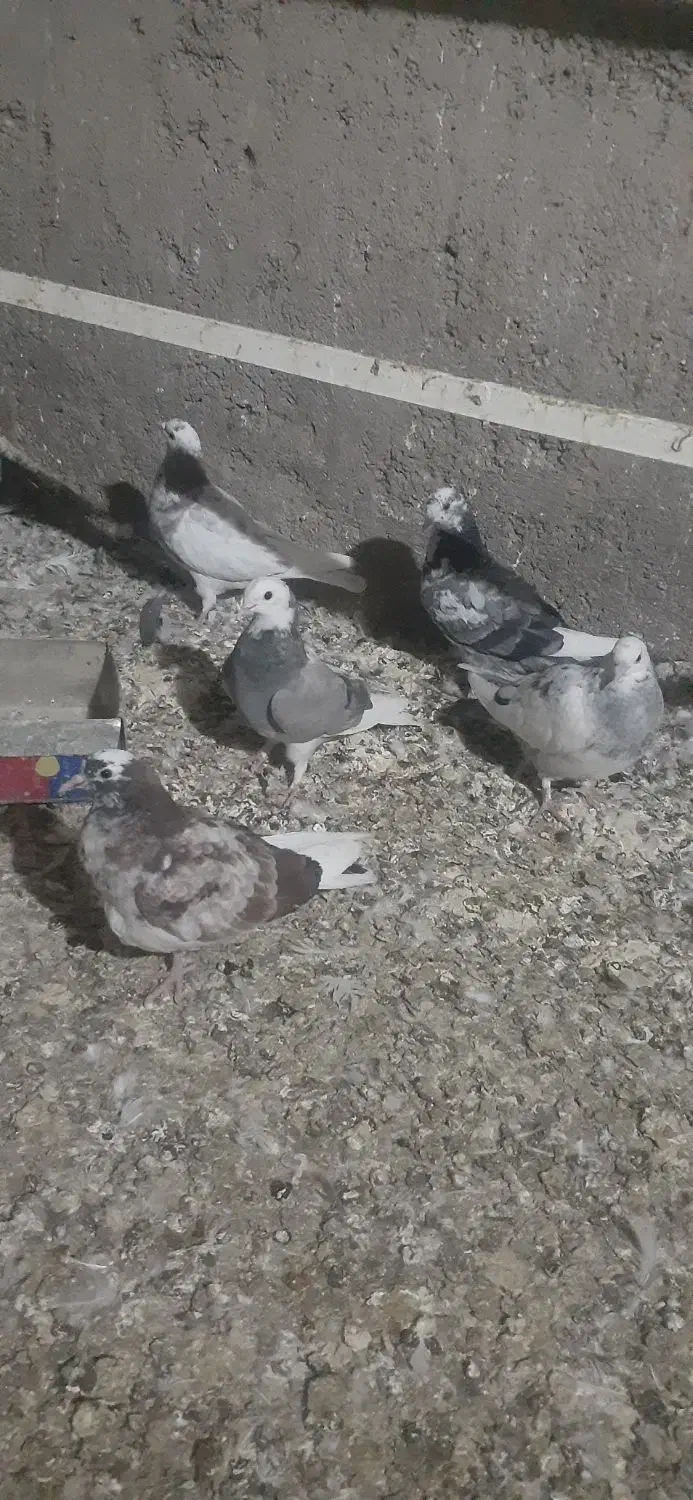 کفتر جوجه|پرنده|شهریار, بکه|دیوار