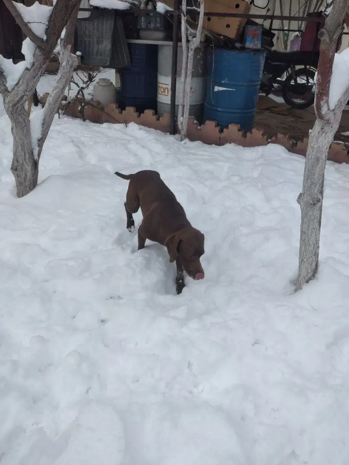 سگ آلمانی پوینتر|سگ|دماوند, دماوند|دیوار