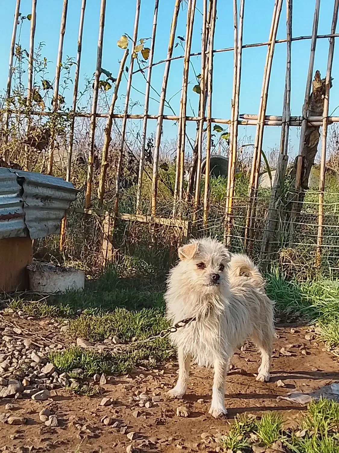 سگ پاکوتاه ماده|سگ|چاف و چمخاله, |دیوار