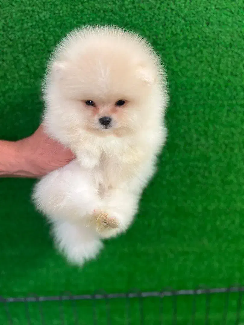 پامر خرسی عروسکی تیکاپ|سگ|مشهد, هفت تیر (نه دره)|دیوار