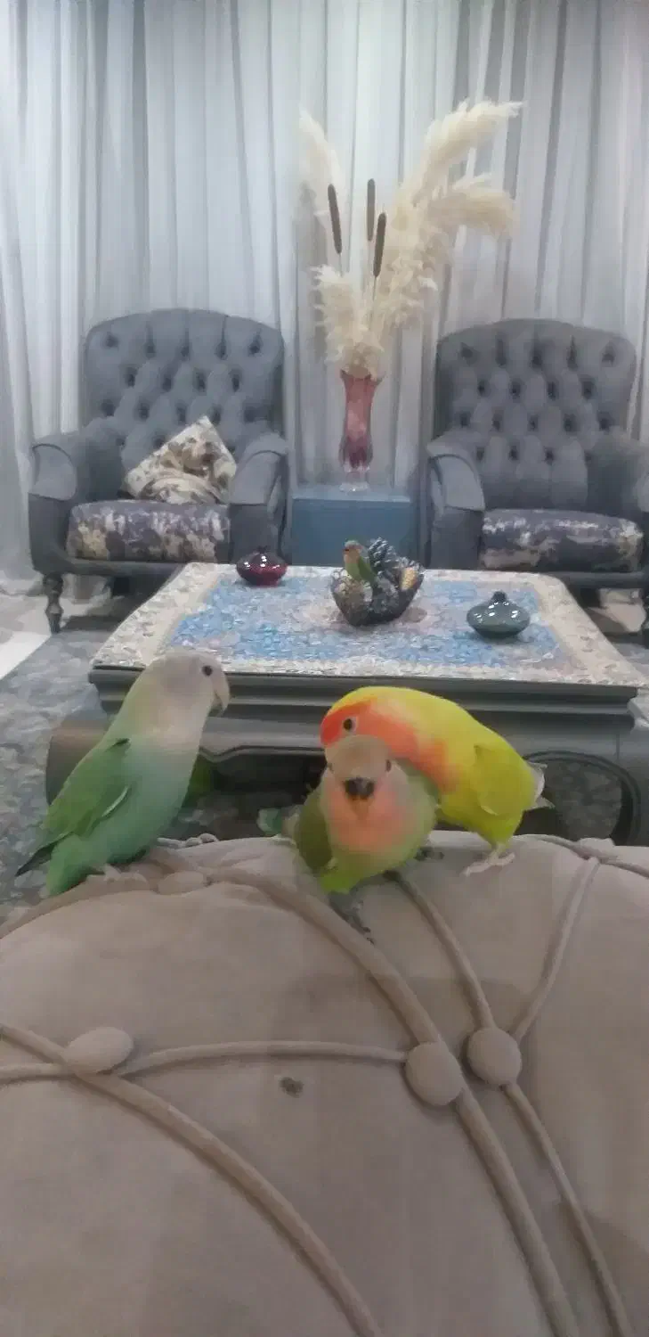 فروش جوجه طوطی برزیلی ۵عدد|پرنده|کرج, فاز ۳ مهرشهر|دیوار