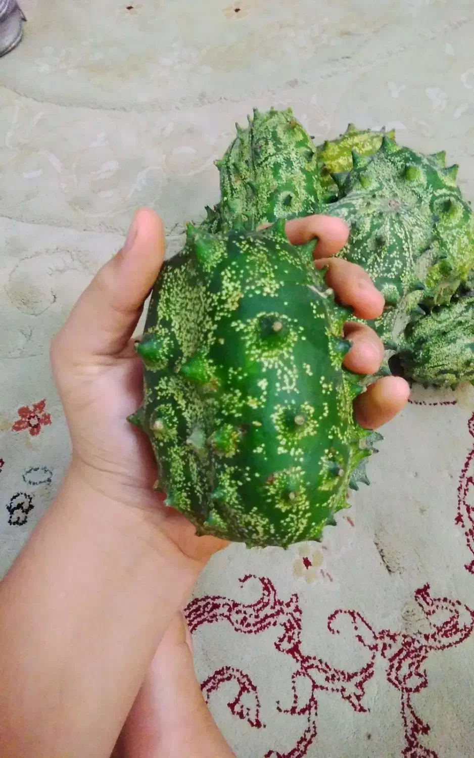 فروش کیوانا (خیار آفریقایی، خربزه خار دار)|خوردنی و آشامیدنی|تنکابن, |دیوار