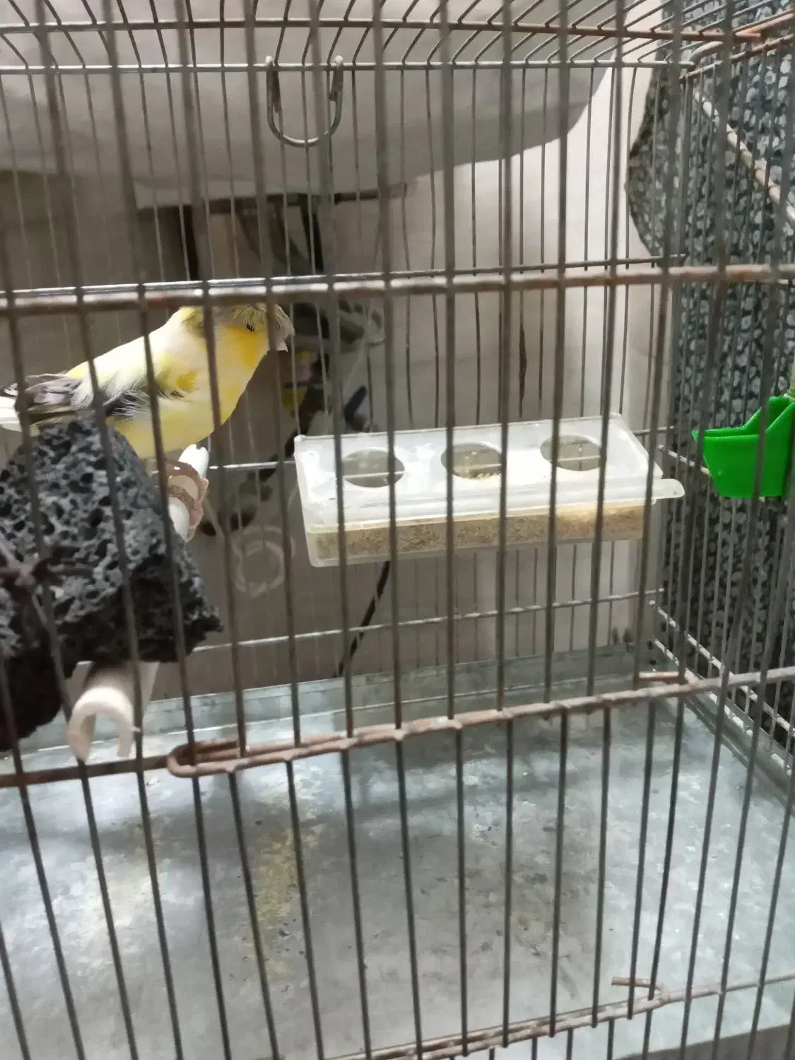 قناری ماده کاکولی|پرنده|پاکدشت, پاکدشت (مامازند)|دیوار