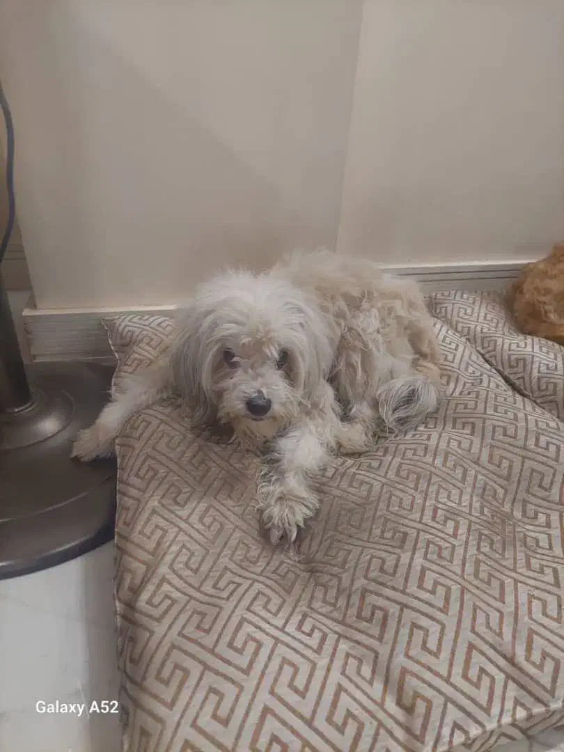 واگذاری سگ|سگ|اصفهان, مهدی آباد|دیوار