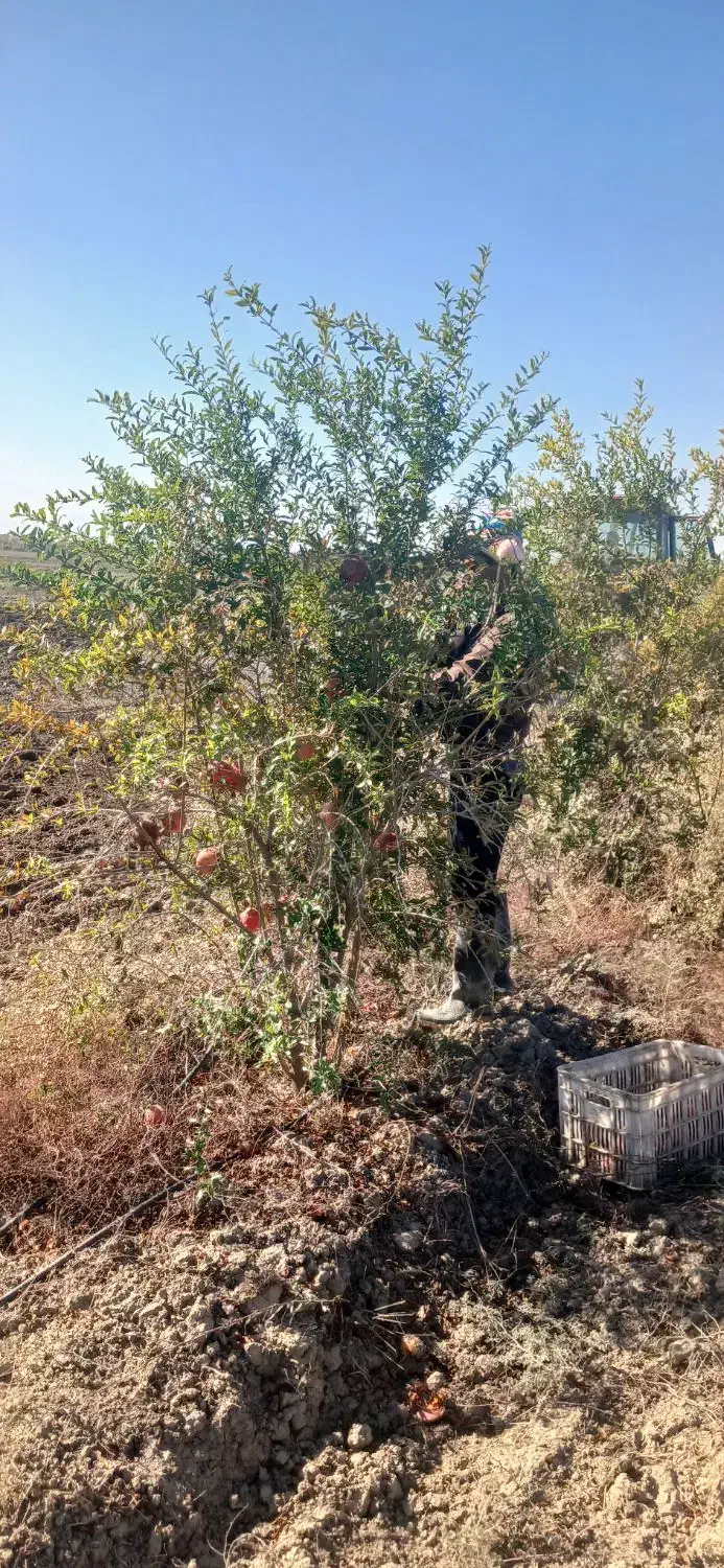 انار ربی|عمده‌فروشی|گنبد کاووس, |دیوار