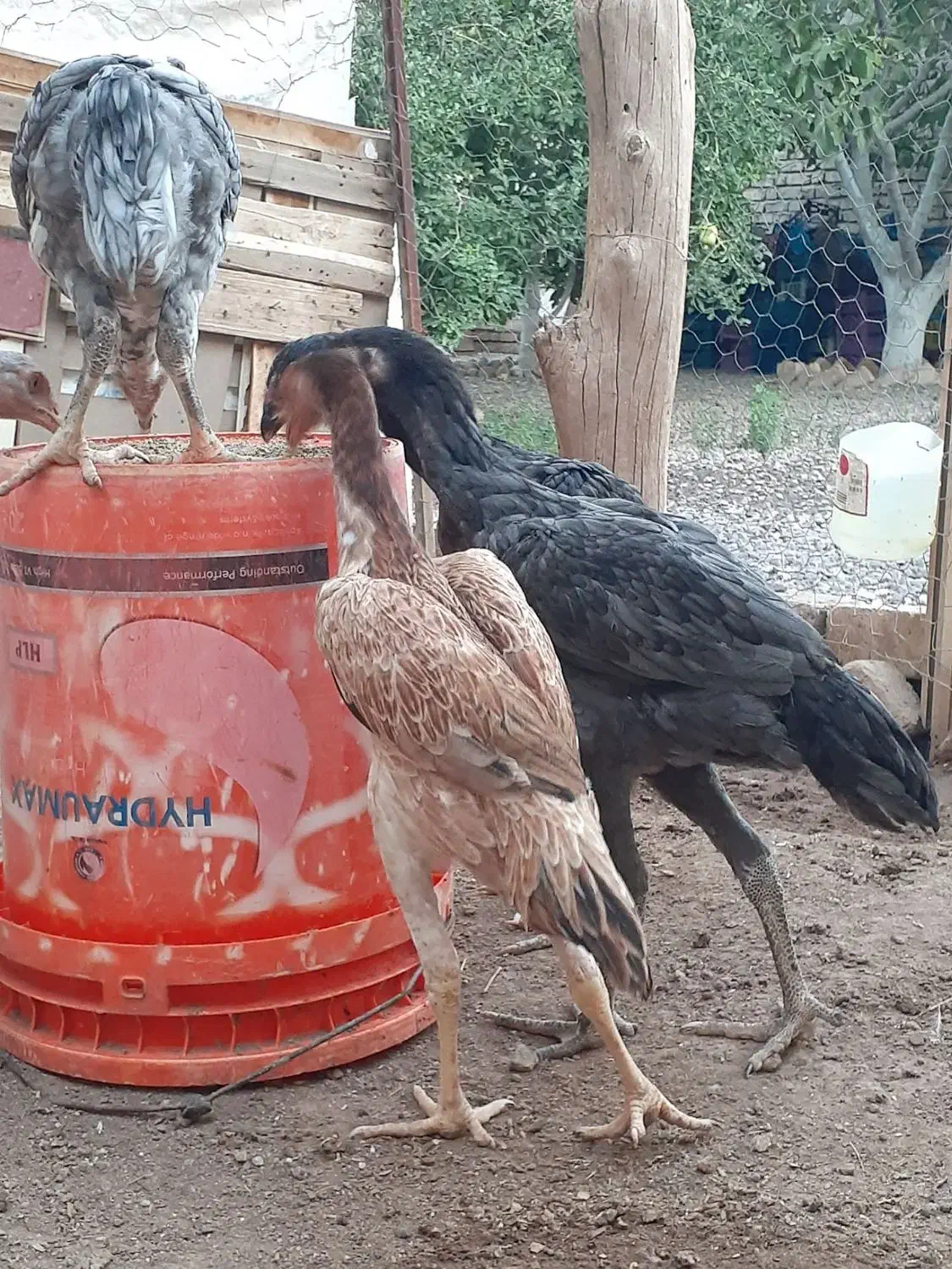 مرغ وخروس لاری نژاد دار اصیل|حیوانات مزرعه|قزوین, |دیوار