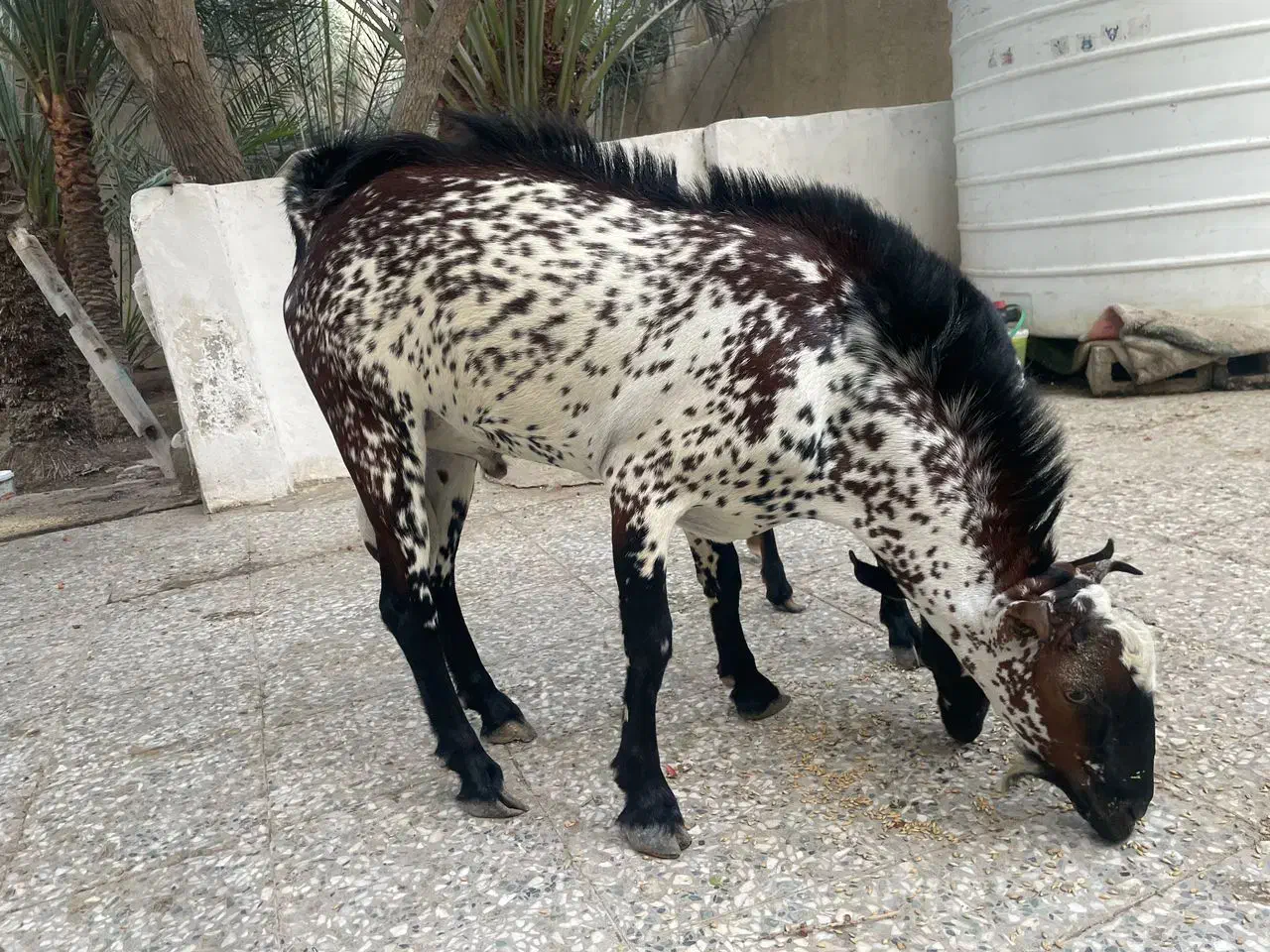 کهره|حیوانات مزرعه|قشم, |دیوار