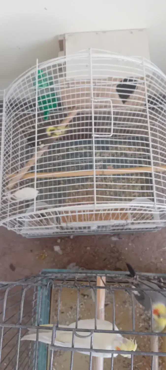 طوطی عروس هلندی|پرنده|آمل, |دیوار