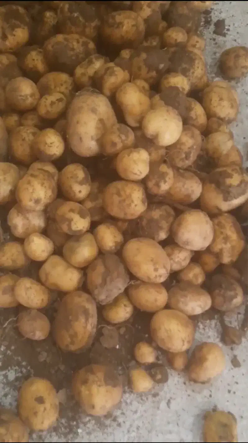 سیب زمینی بذری|گل و گیاه طبیعی|لالجین, |دیوار