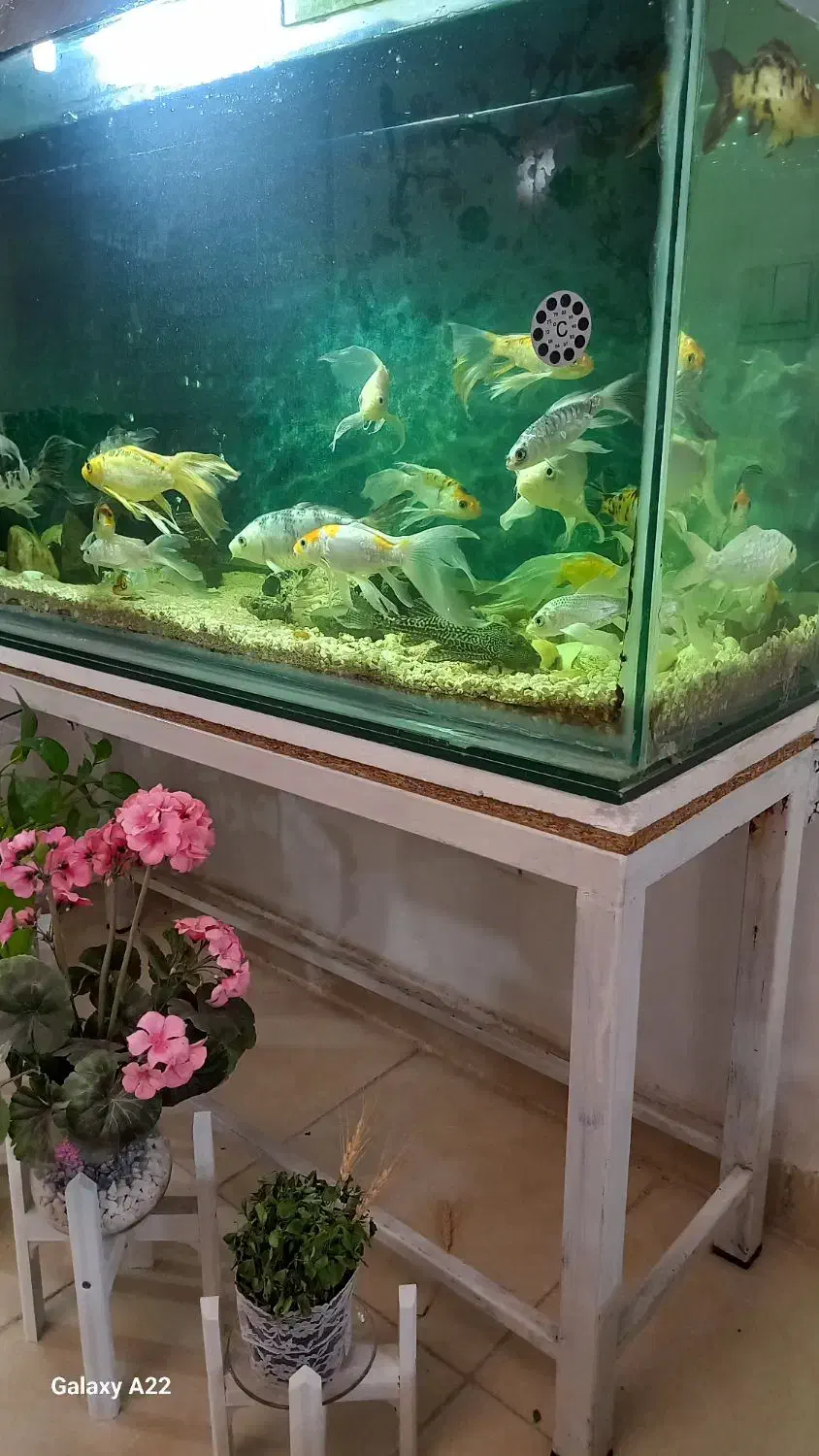 فروش اثاث منزل|ماهی|گلبهار, شهر جدید گلبهار|دیوار