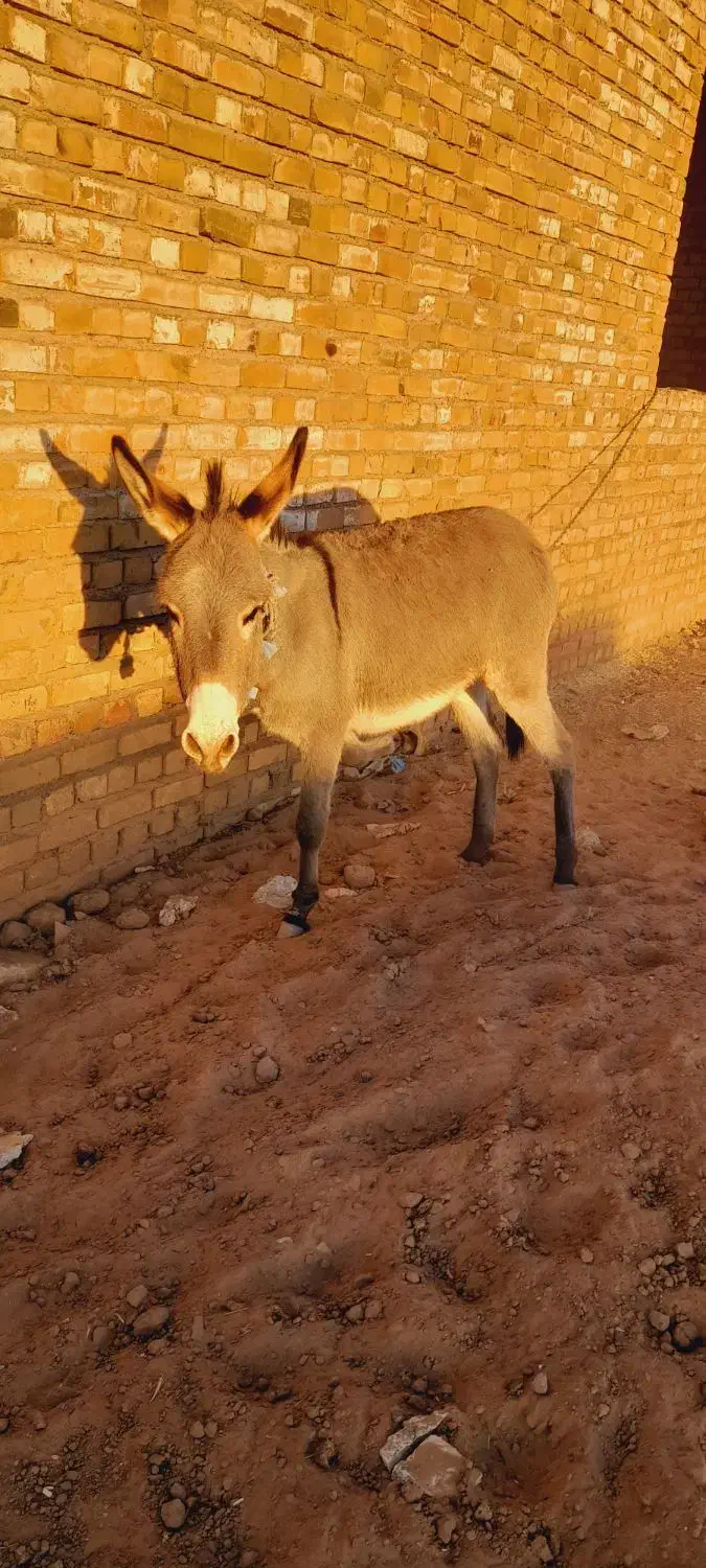 ماده خر|حیوانات مزرعه|تربت جام, میان جام|دیوار