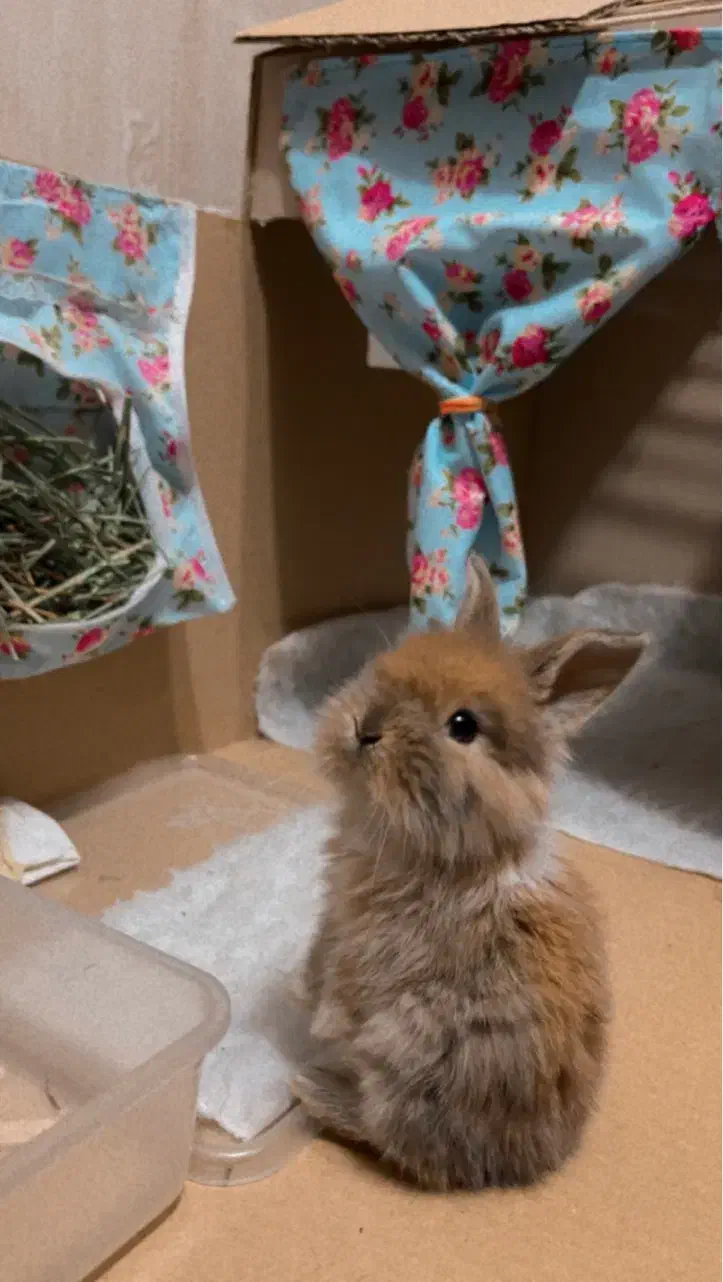 خرگوش لوپ|موش و خرگوش|مشهد, مقدم|دیوار