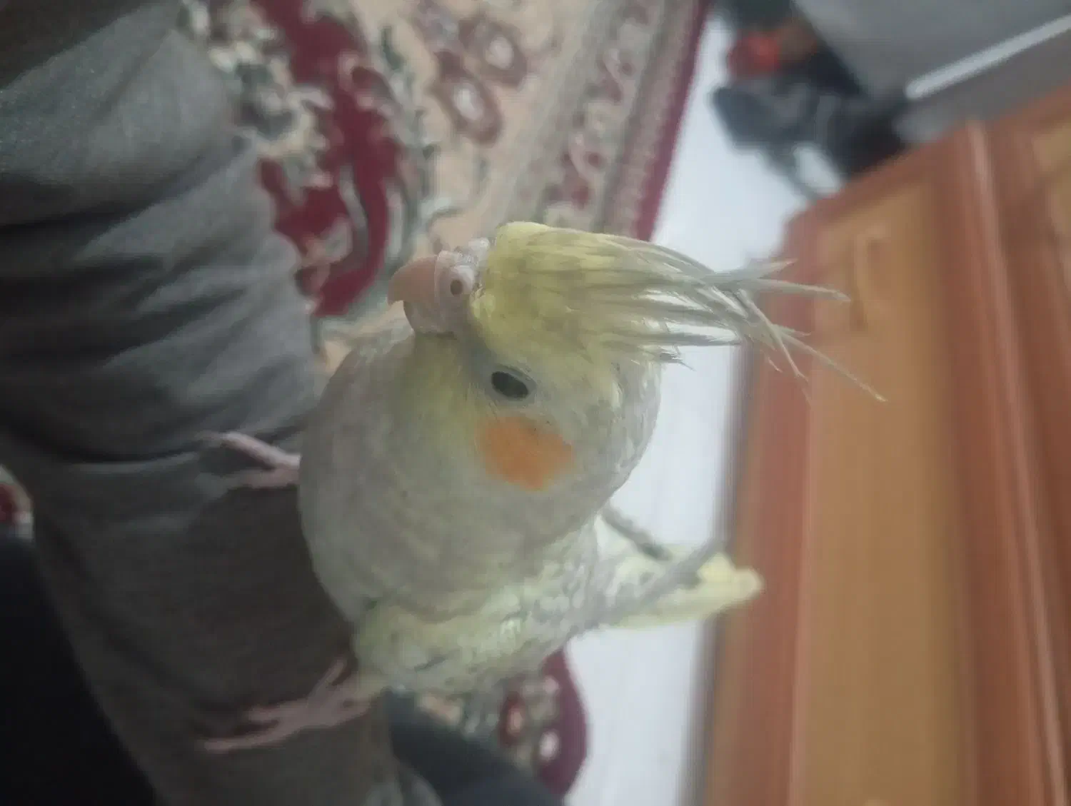 عروس هلندی خونگی گلباقلی|پرنده|زاهدان, |دیوار