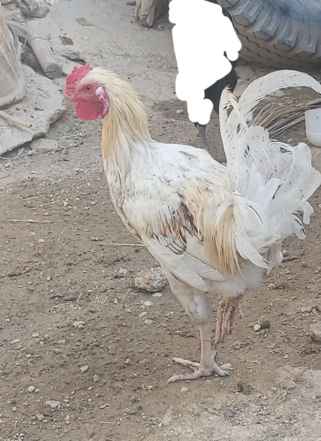 دو عدد خروس دورگ لاری بزرگ و چاق برای داشت و کشت|حیوانات مزرعه|وحدتیه, |دیوار